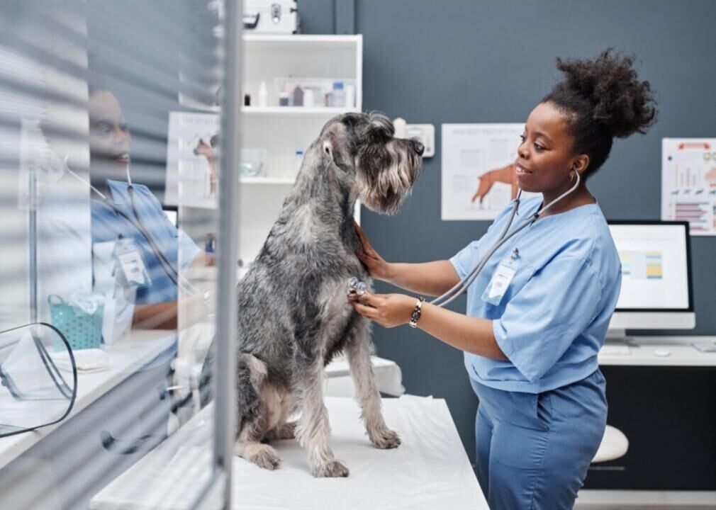 #3. Veterinarians